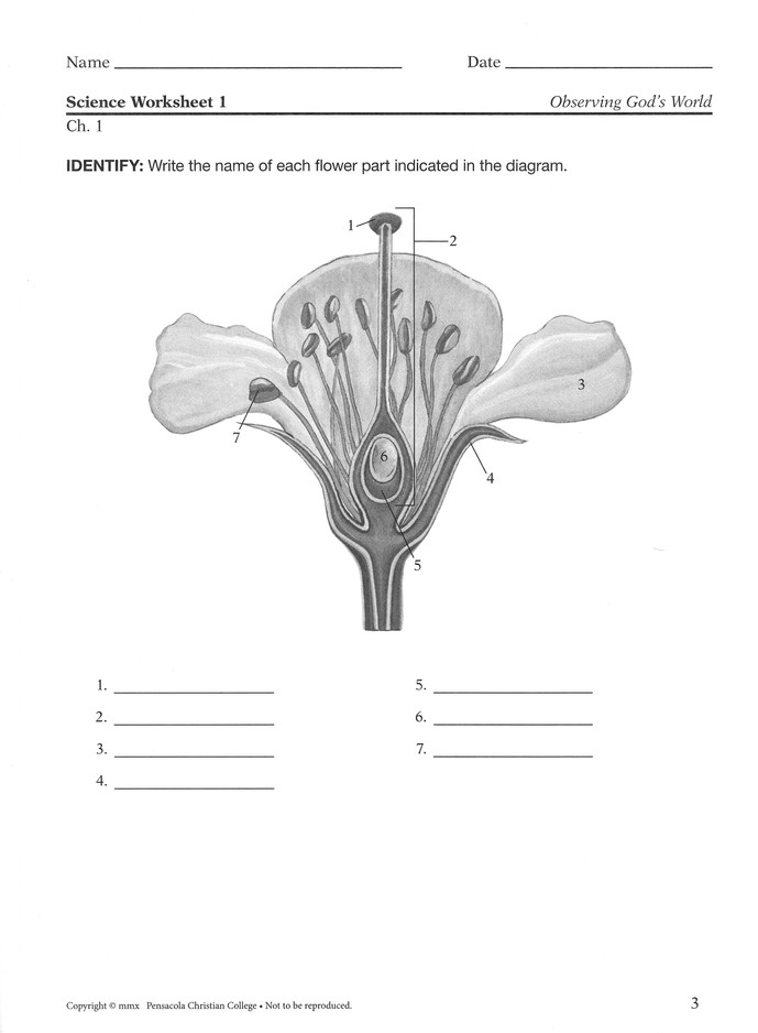 observing god s world grade 6 quiz and worksheet book unbound edition christianbook com