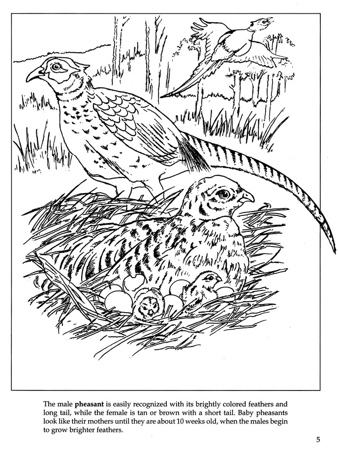 Download Let S Explore Forest Animals Sticker Coloring Book Dot Barlowe 9780486478944 Christianbook Com
