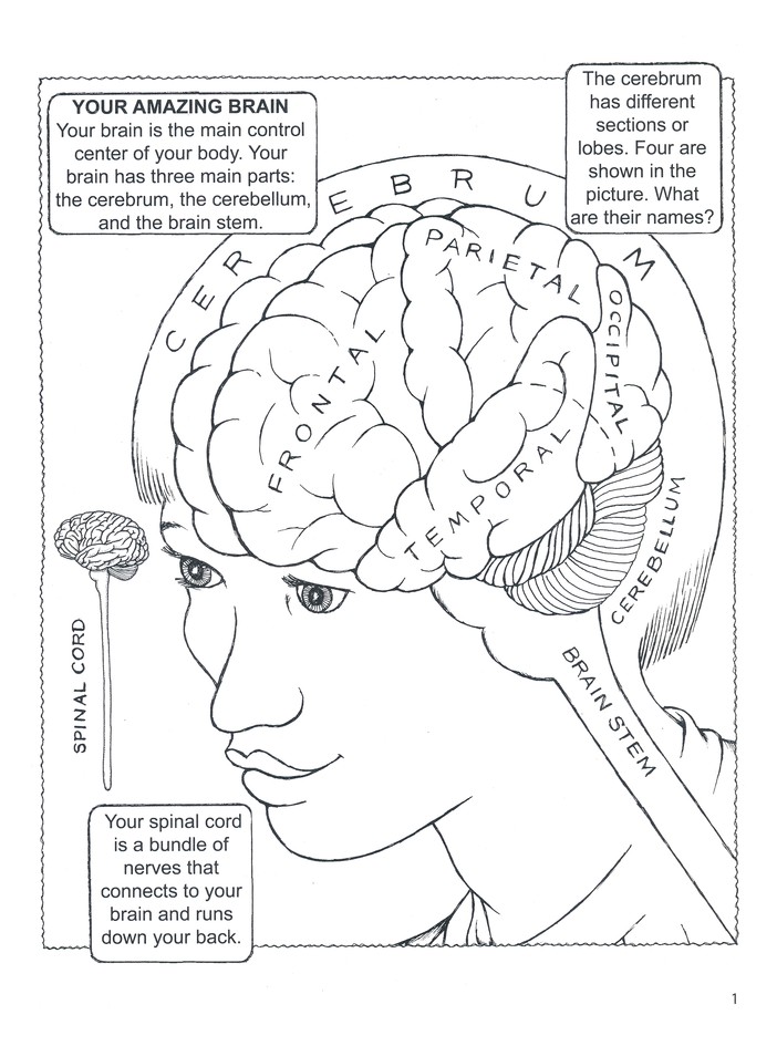 Download 2020 How Coloring Helps The Brain This Year