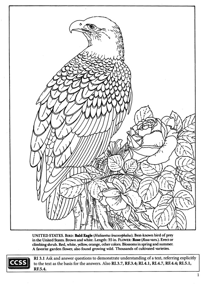 state birds and flowers coloring book annika bernhard 9780486494388 christianbook com
