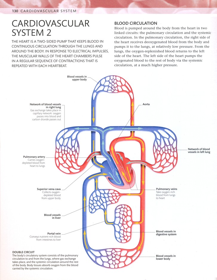 Download The Human Body Coloring Book Dk Publishing 9780756682347 Christianbook Com