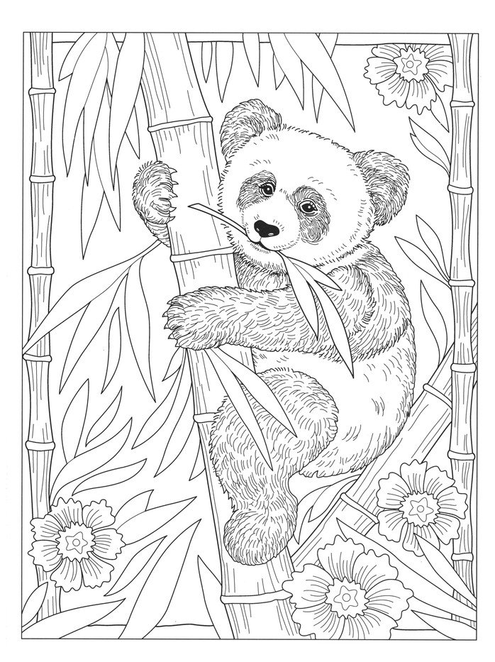 Download Wondrous Wildlife Coloring Book Marjorie Sarnat 9780486845425 Christianbook Com