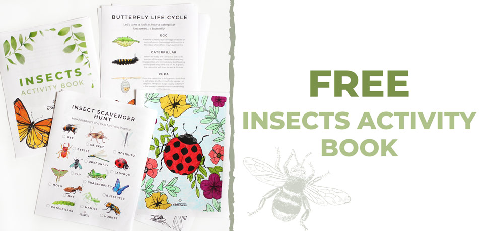 Free Insect Activity Pack
