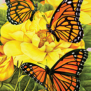 Bright Monarchs