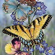 Butterflies, Winged Trio