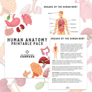 Human Anatomy Packet